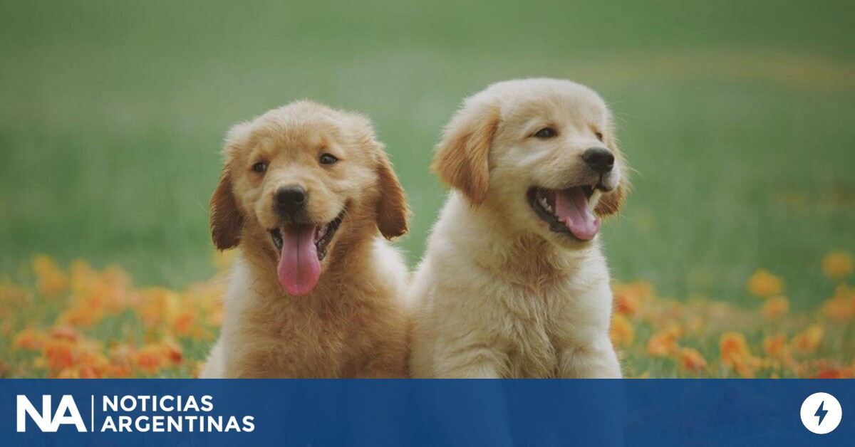 Por qué se celebra el 21 de julio el Día Mundial del Perro Agencia