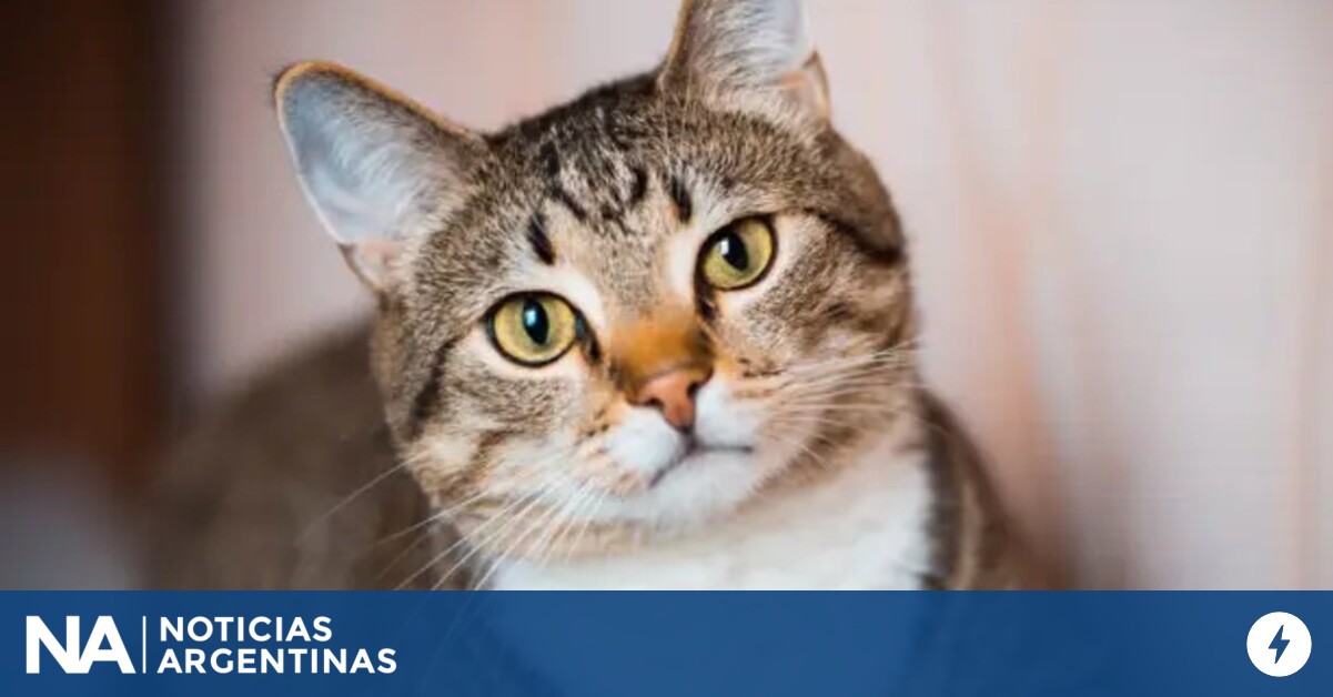 Por qué este 8 de agosto se celebra el Día Internacional del Gato