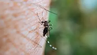 Argentina se acerca a los 400 mil casos de dengue notificados en la temporada